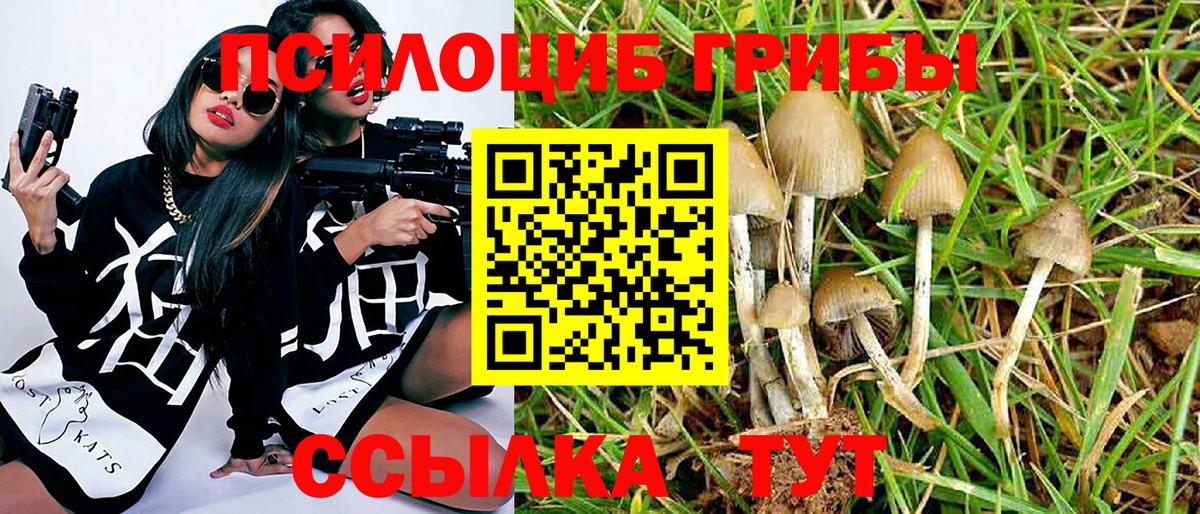 Галлюциногенные грибы Psilocybine cubensis Спасск-Дальний